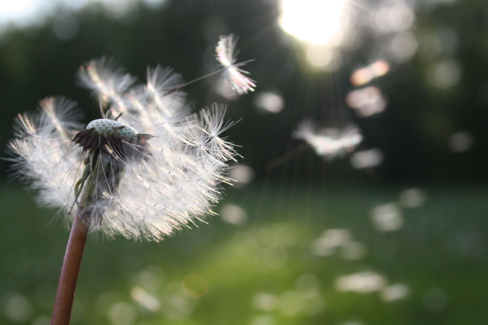 Managing Hay Fever Naturally - Triveda
