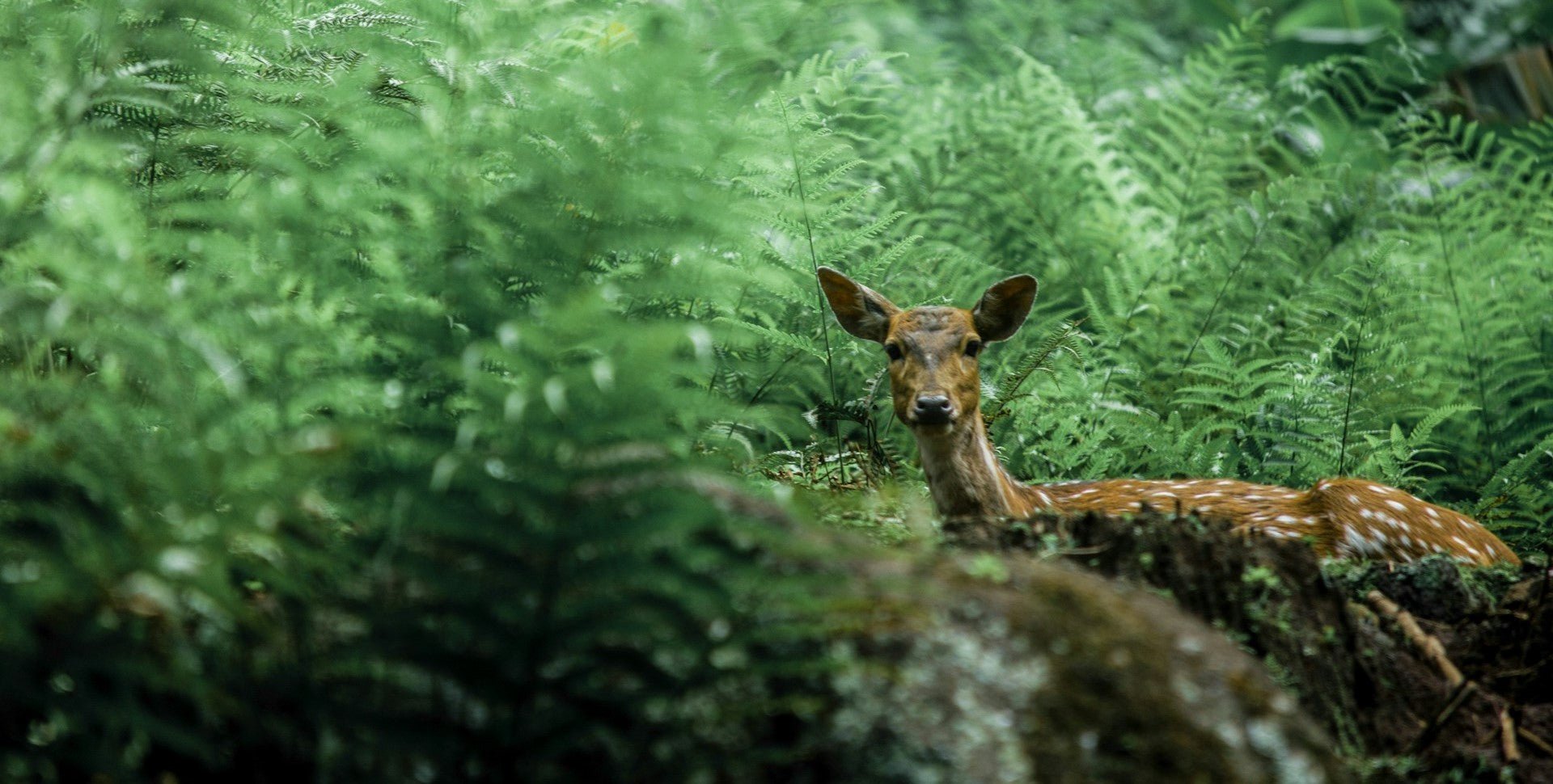 Triveda and Sustainability - Triveda